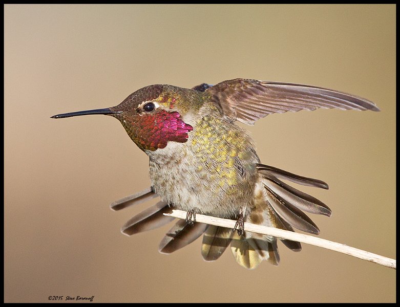 _5SB0380 annas hummingbird.jpg
